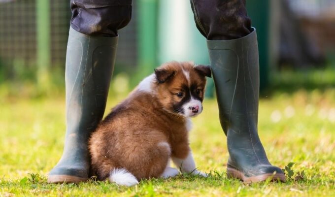 Cách chăm sóc chó Elo từ 6 tháng trở lên: Bí quyết để nuôi dưỡng chó khoẻ mạnh