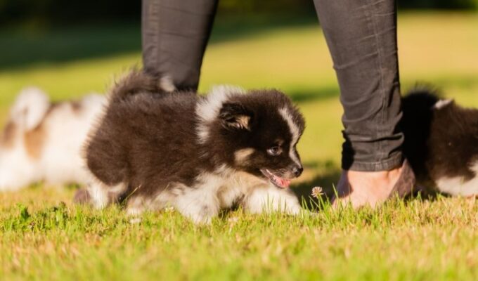 Những bí quyết và kinh nghiệm quý báu khi chăm sóc chó Elo con