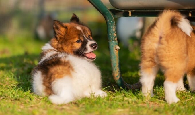 Cách phòng và trị bệnh tim mạch ở Chó Presa Canario: Bí quyết chăm sóc sức khỏe cho thú cưng